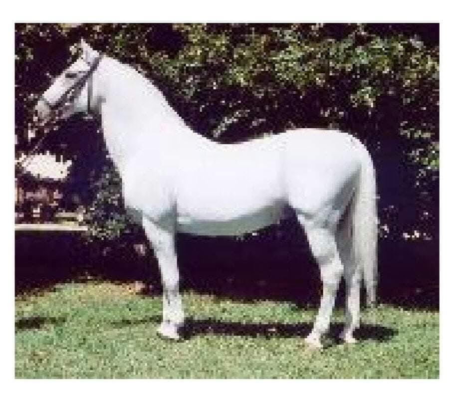 70 Neapolitano Capriola XIV