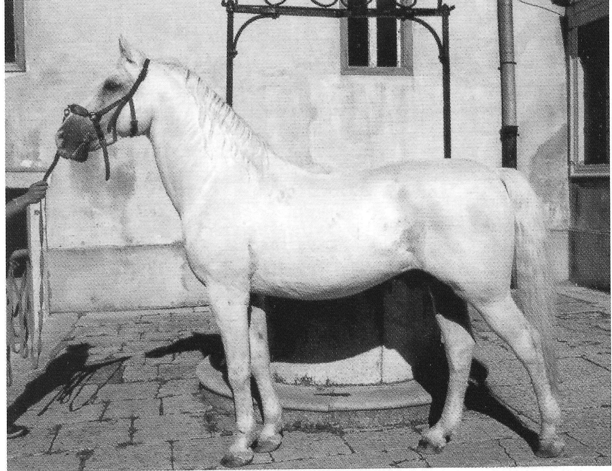 738 Siglavy Steaka XI