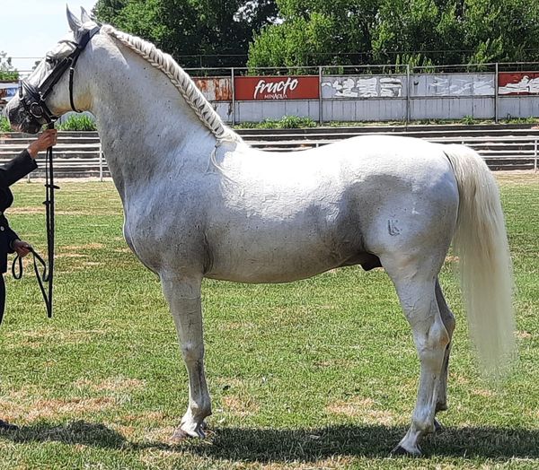 73 Neapolitano Bonadea I