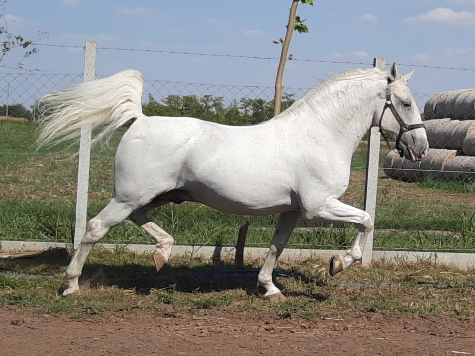 73 Neapolitano Bonadea I