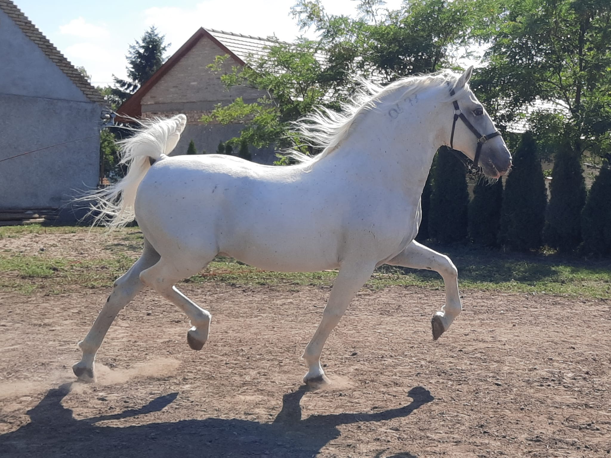 73 Neapolitano Bonadea I