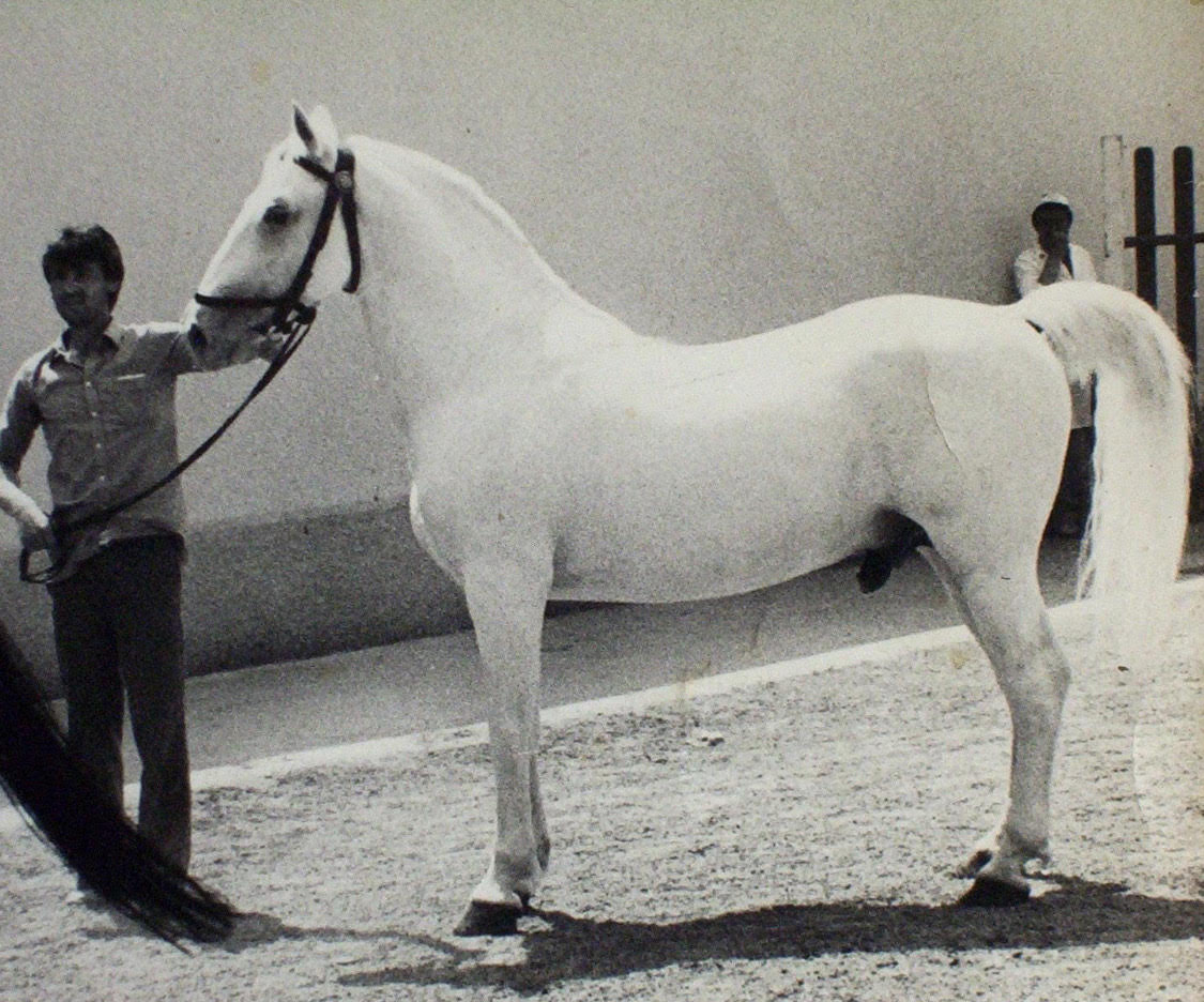 2666-773 Neapolitano Lipica II