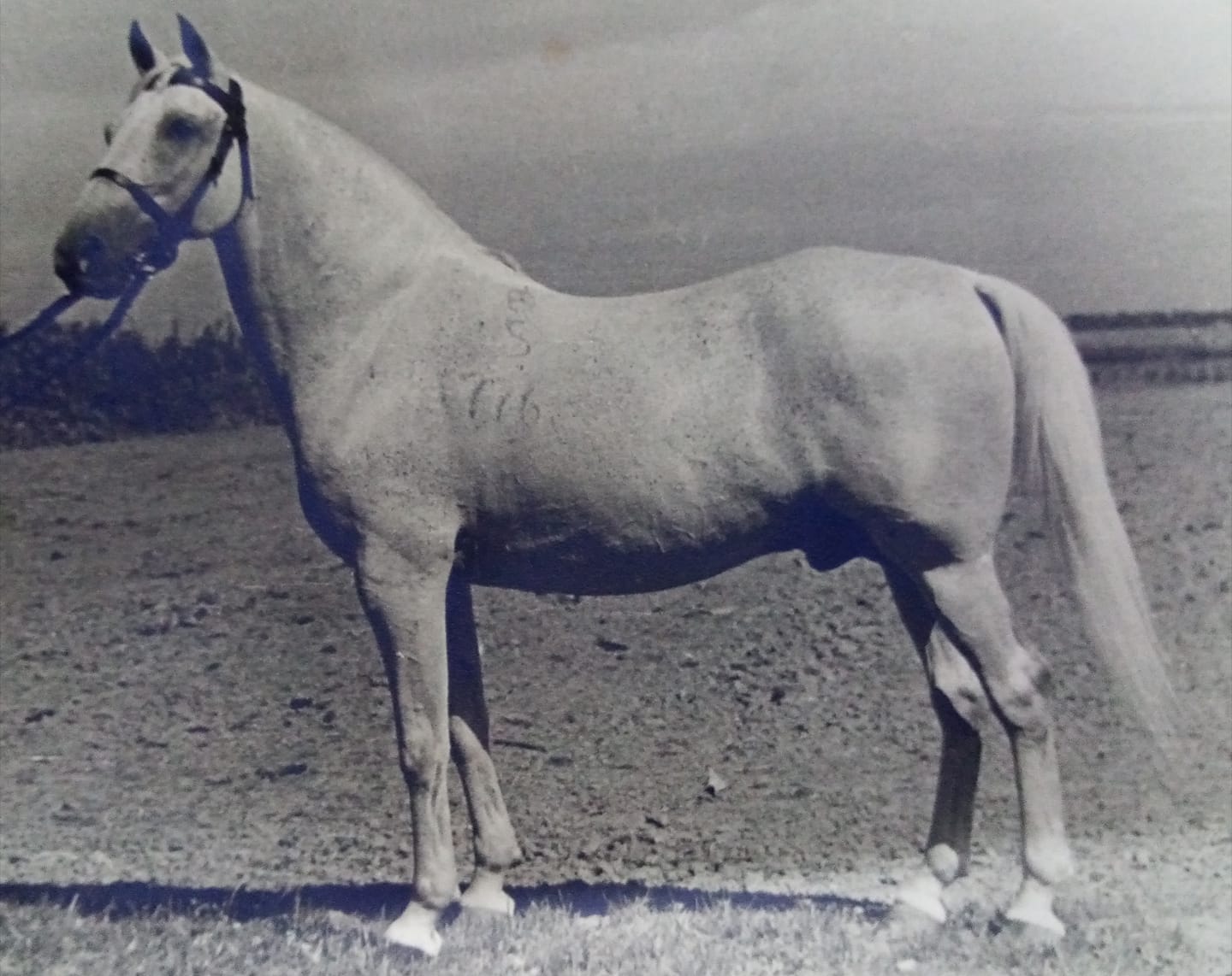 776 Conversano Montenegra