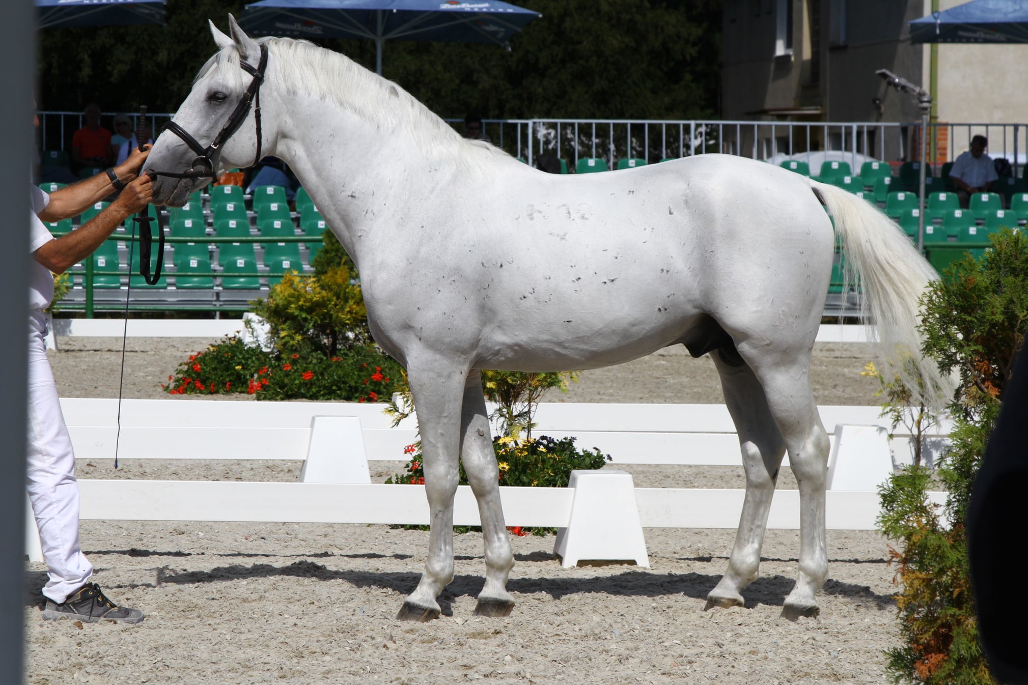 7853 Favory XII-8 Belmondo