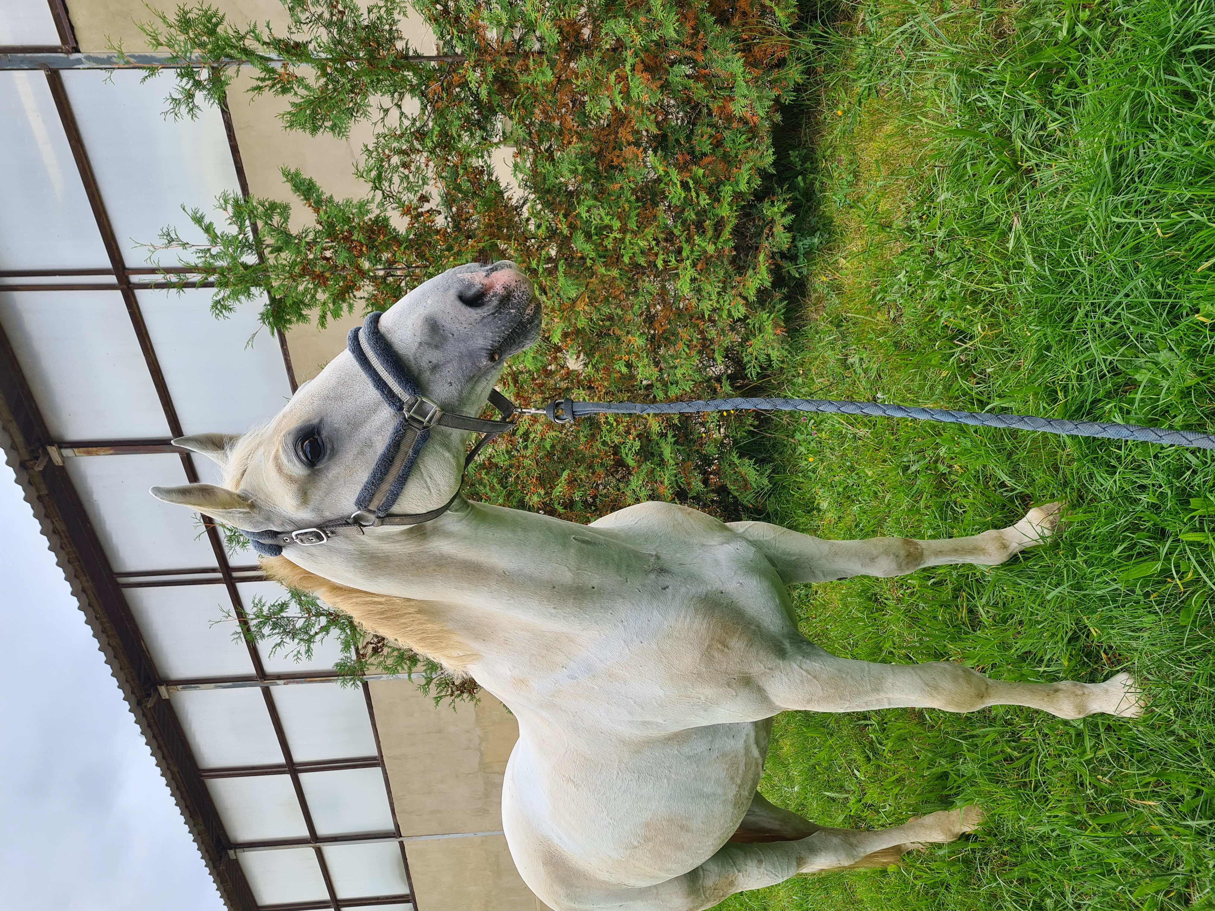 7951 Neapolitano XIV-7 Saimon