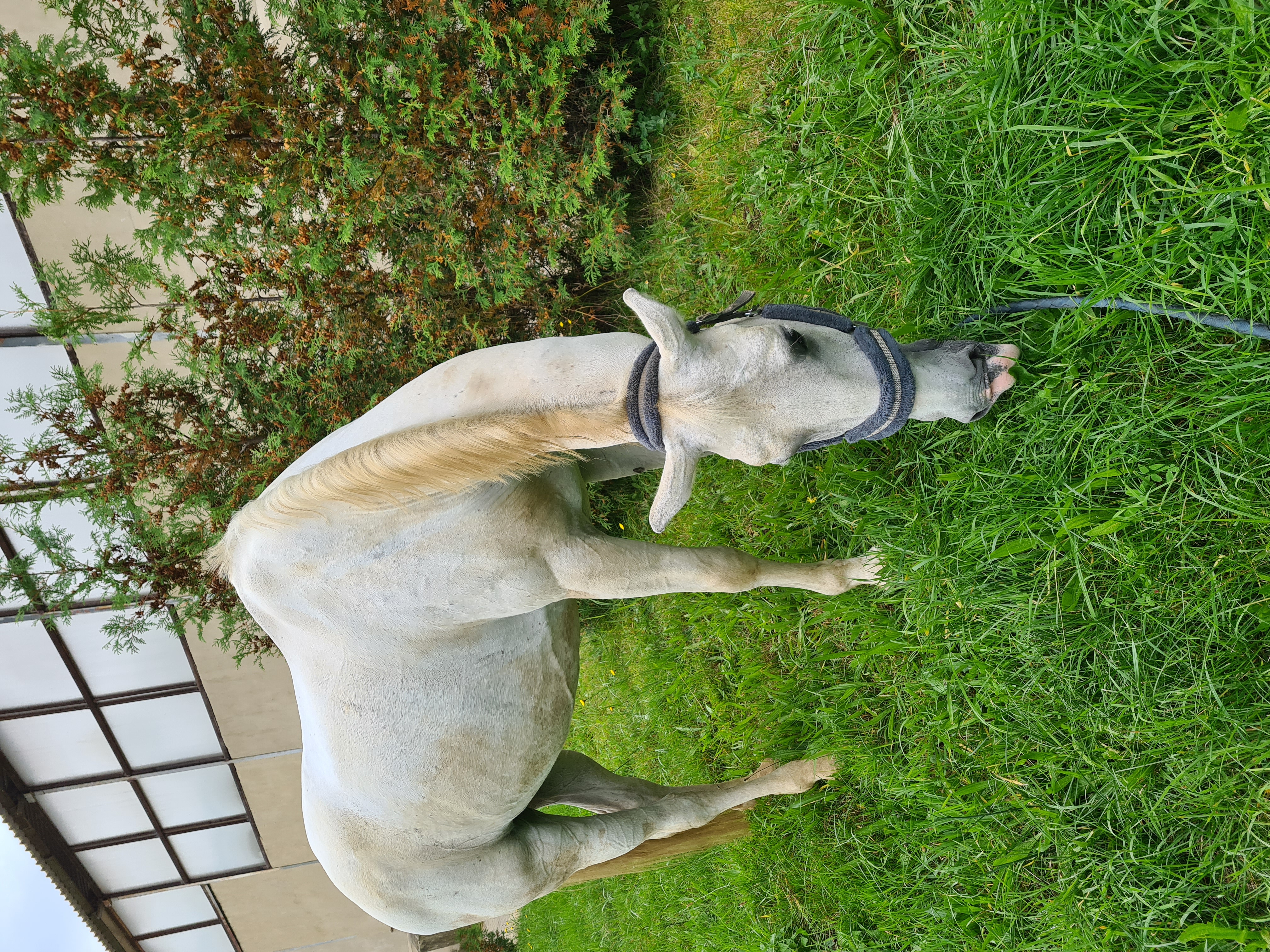 7951 Neapolitano XIV-7 Saimon