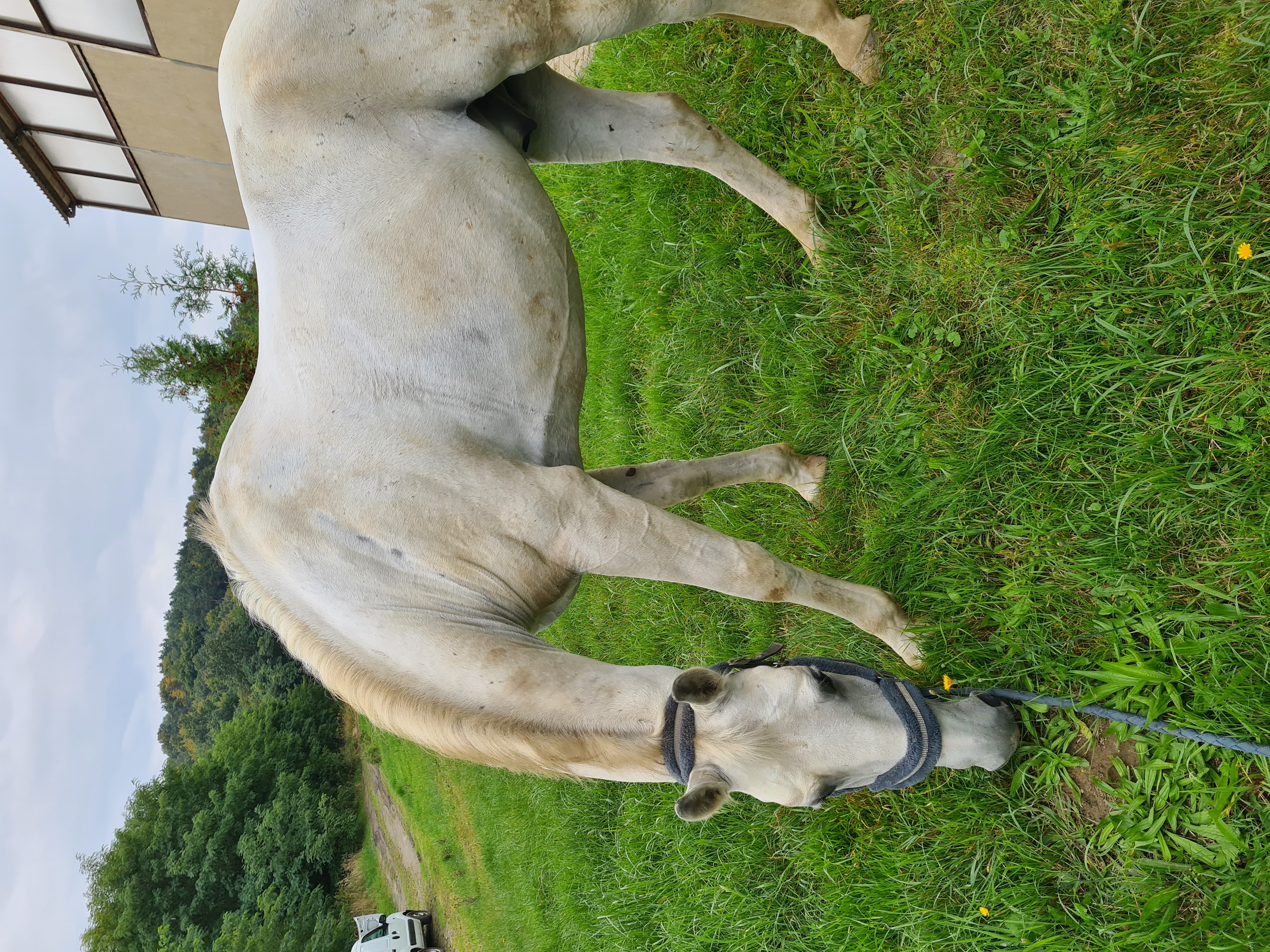 7951 Neapolitano XIV-7 Saimon