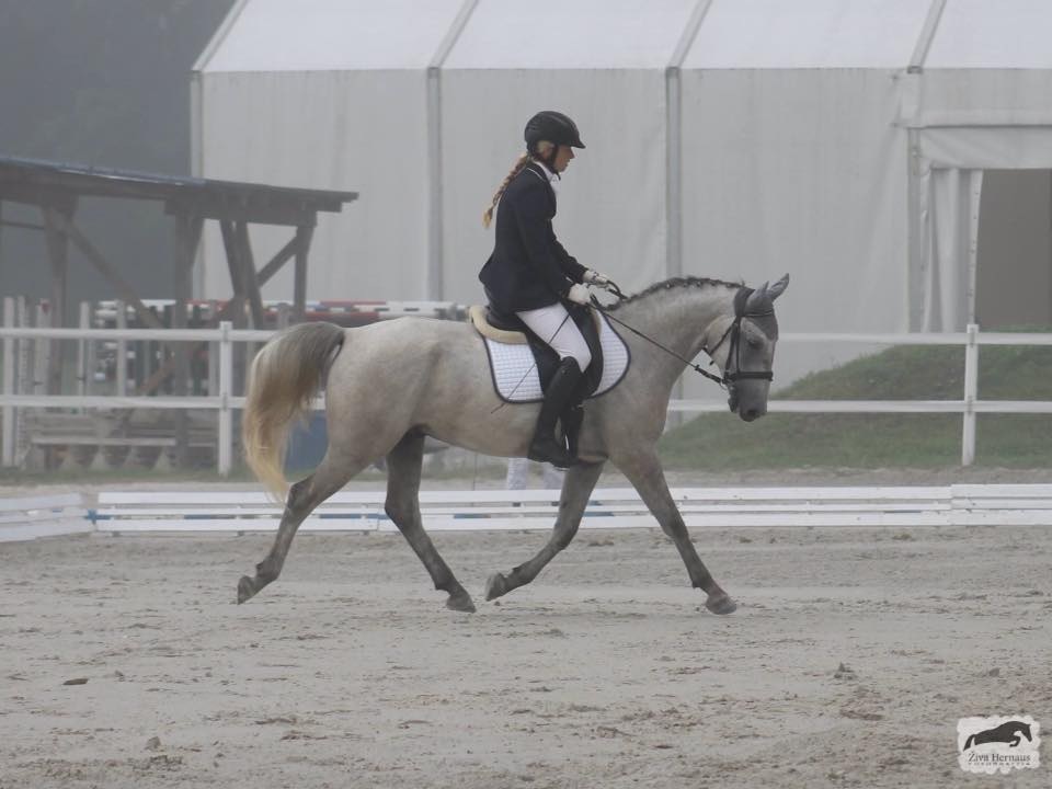 799 Maestoso Trofetta VI