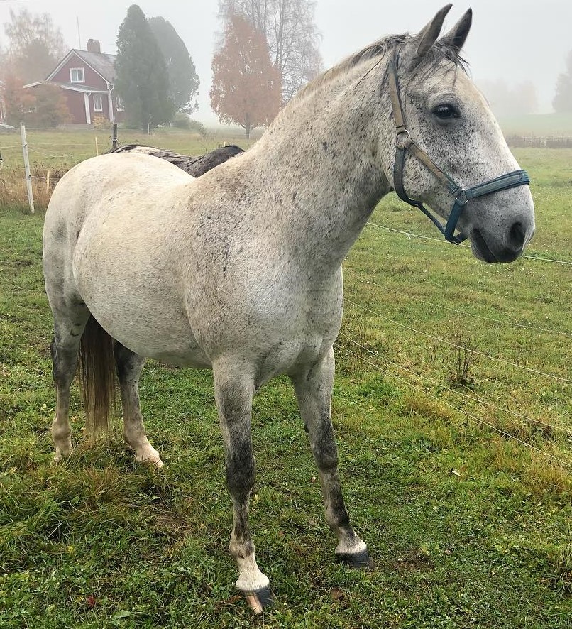 808 Maestoso Andalusia P