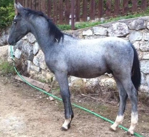 810 Maestoso Famosa I