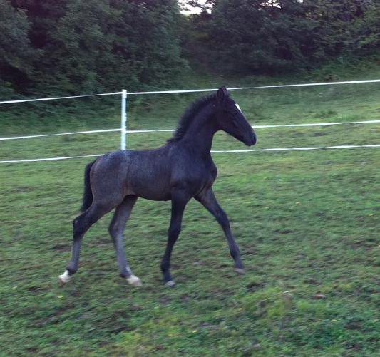 811 Maestoso Monteaura XIX