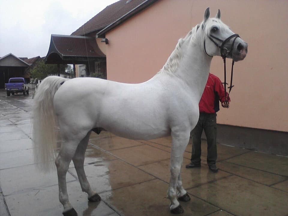 815 Pluto Trofetta VII-3 (P. XIII)