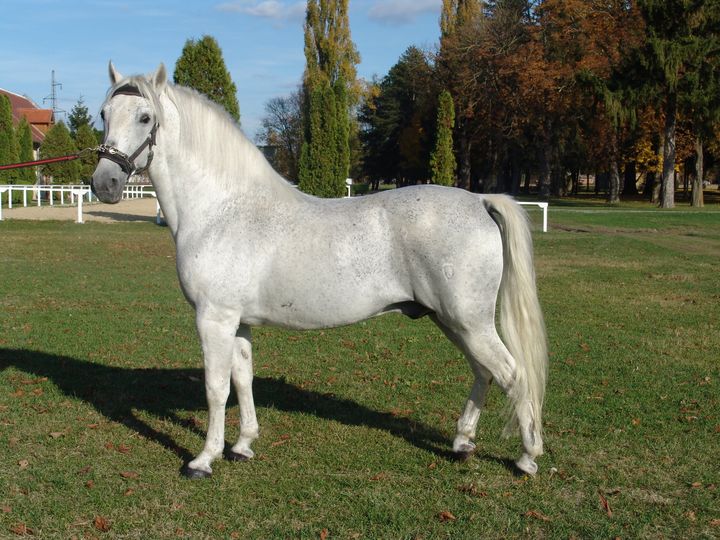 831 Tulipan Allegra XXX-4