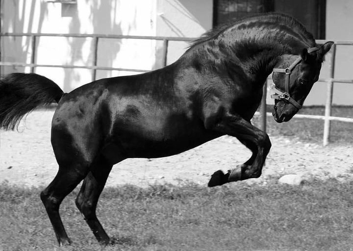 840 Tulipan Mara VII-8