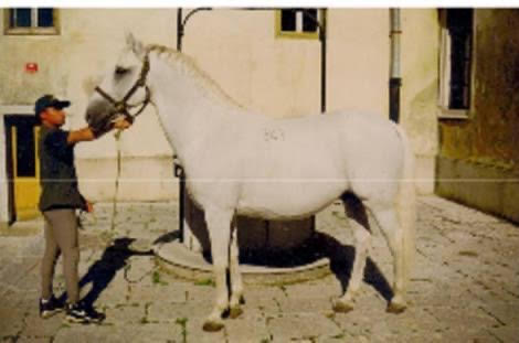 843 Pluto Gaetana XV