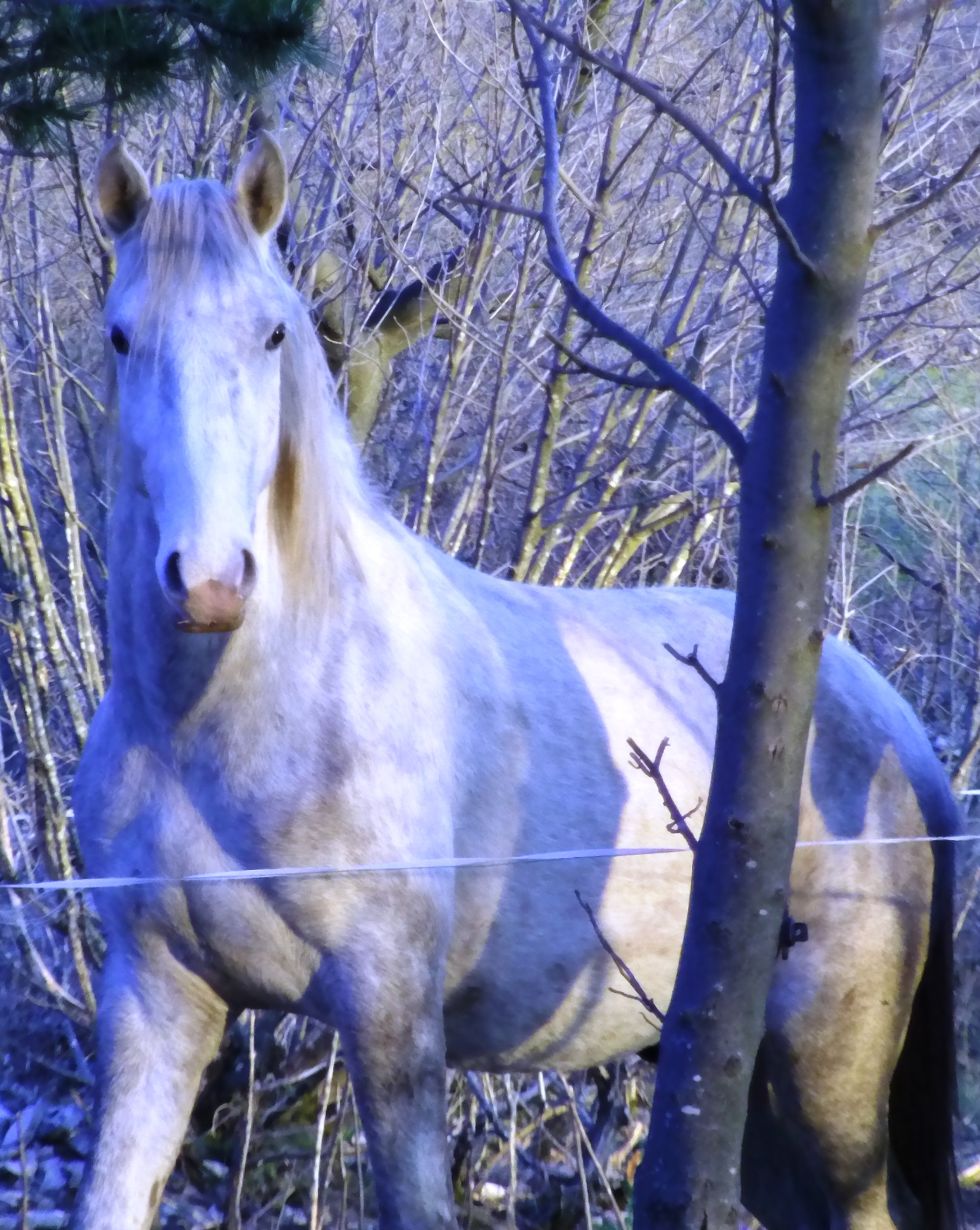 850 Maestoso Barbana III