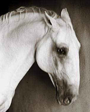 857 Neapolitano Wera XI