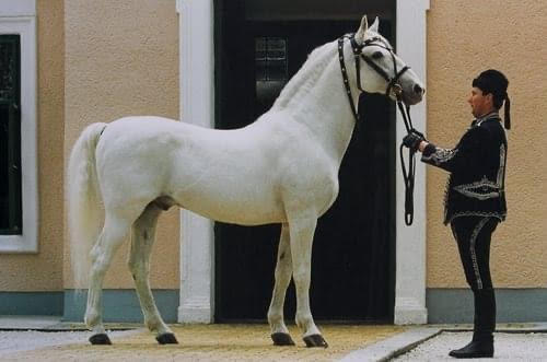 859 Neapolitano Allegra XXVI (3974 N. XXV)