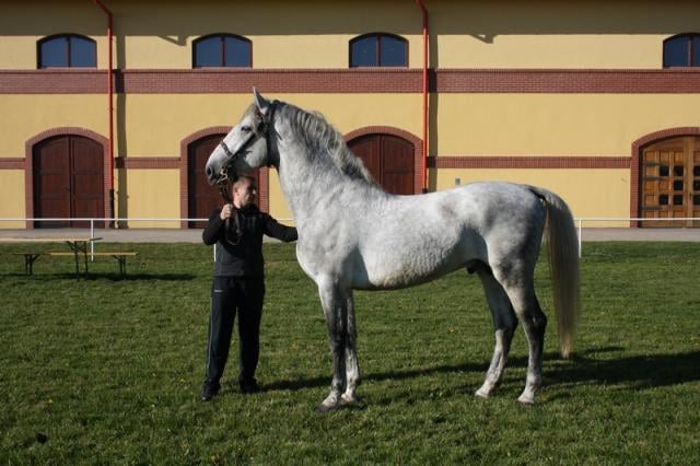 85 Favory Trofetta X-4