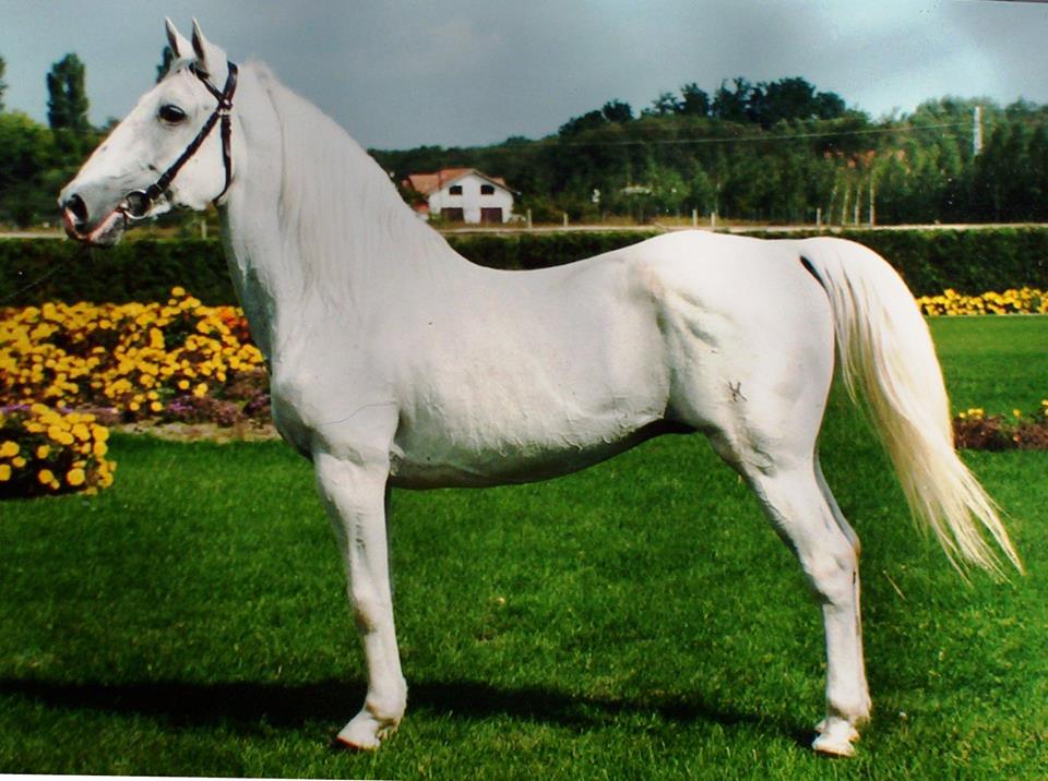 863 Neapolitano Lipica IV