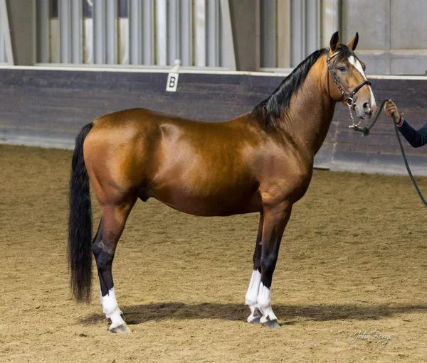 890 Maestoso Batrina