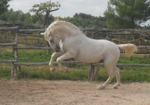 89 Favory Montenegra XLI-3