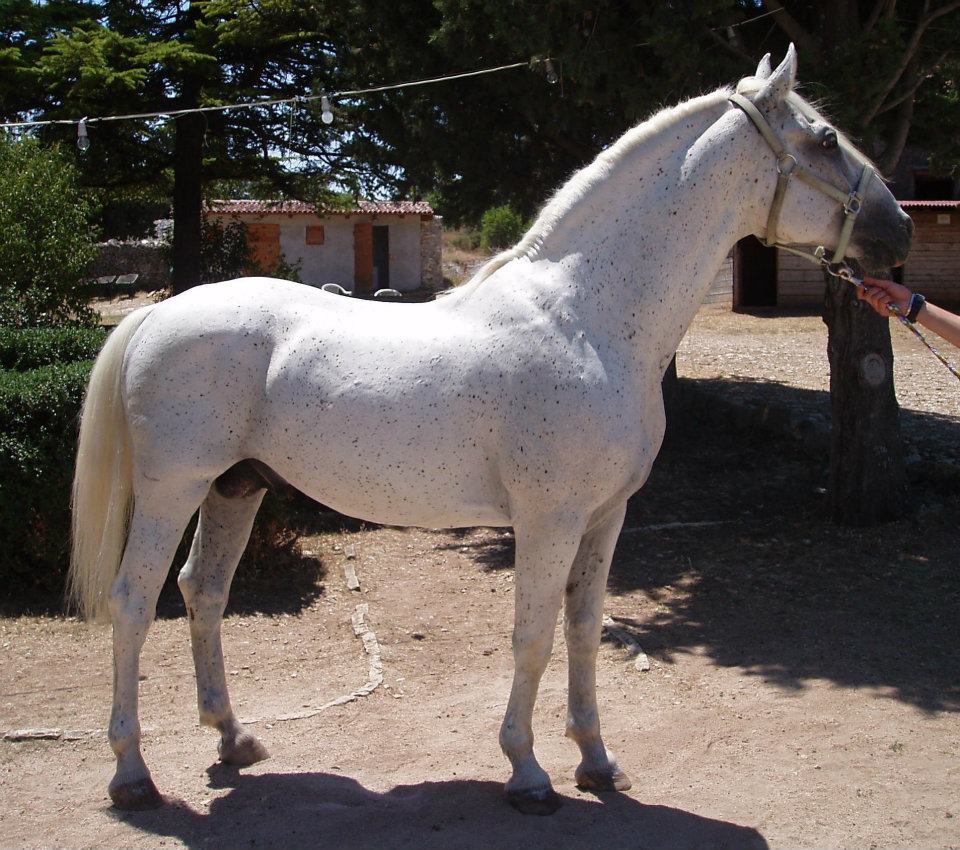 89 Favory Montenegra XLI-3