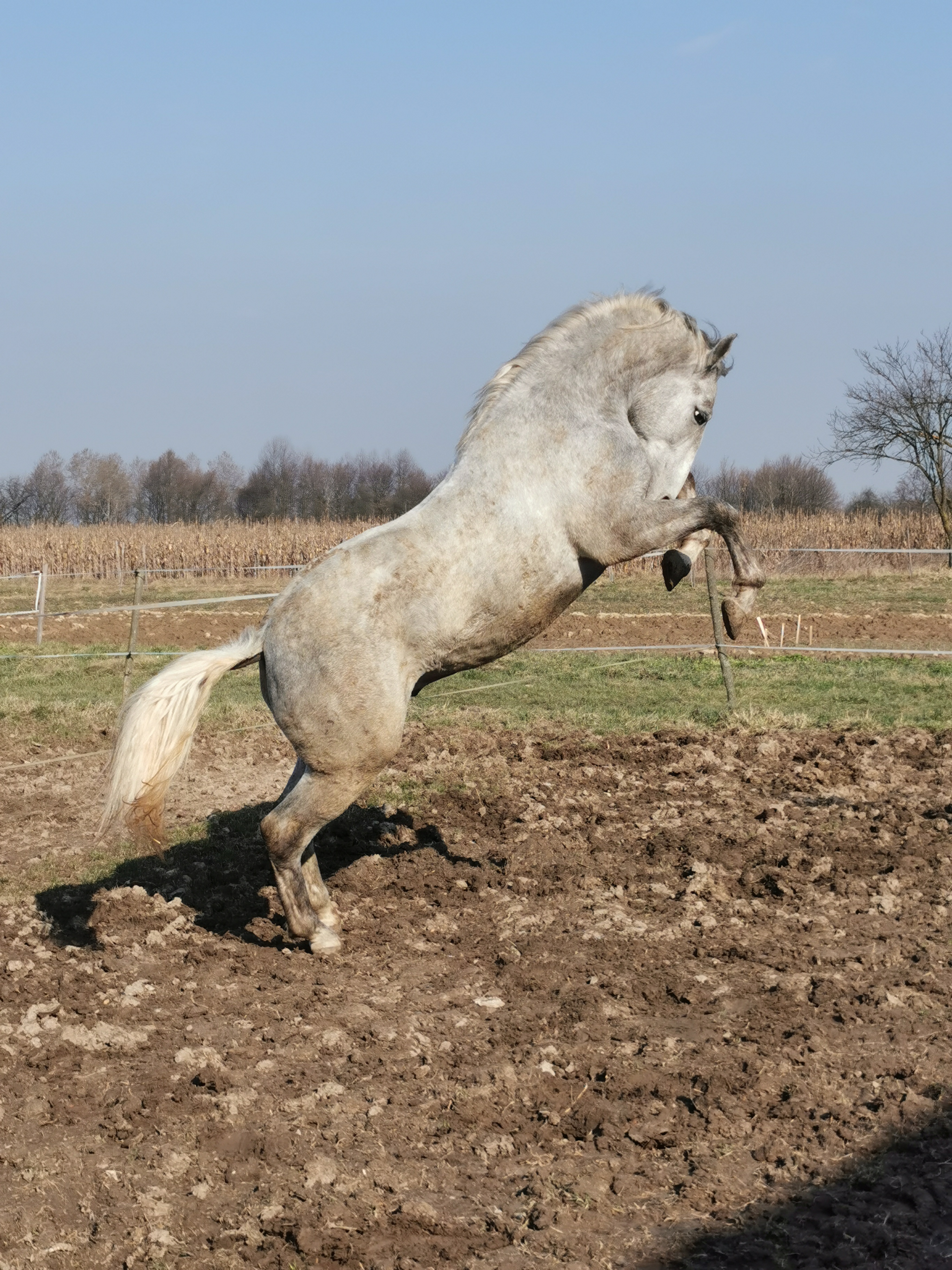 922 Siglavy Allegra XL-1