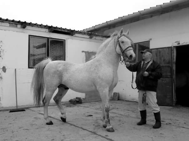 925 Tulipan Toplica XXIV-1