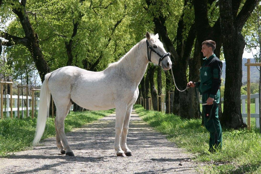 926 Favory Capriola XIV