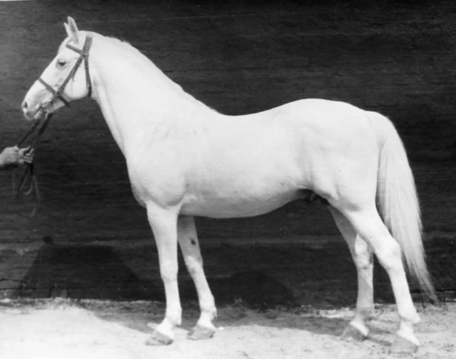 930 Neapolitano Mara VIII