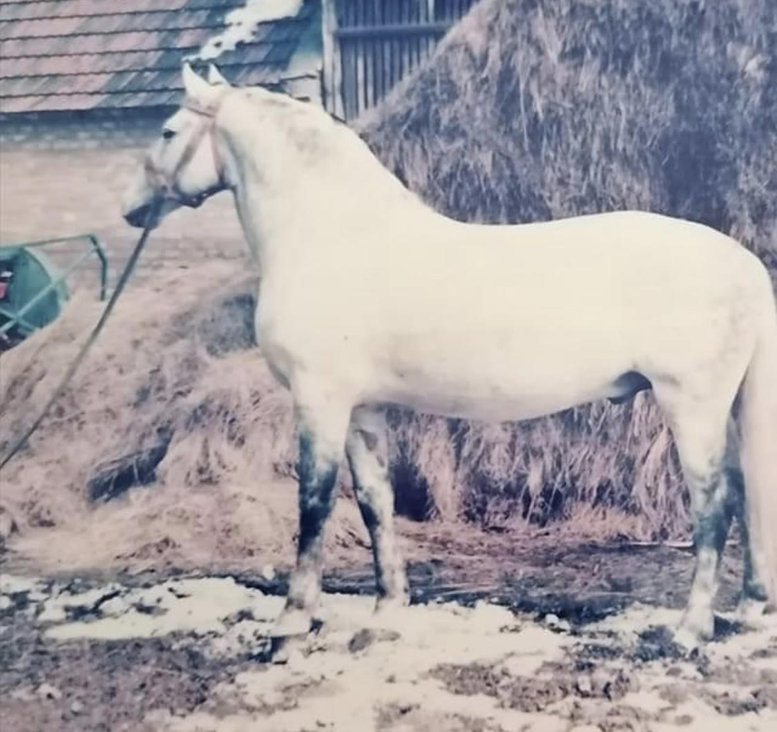 944 Conversano Drava