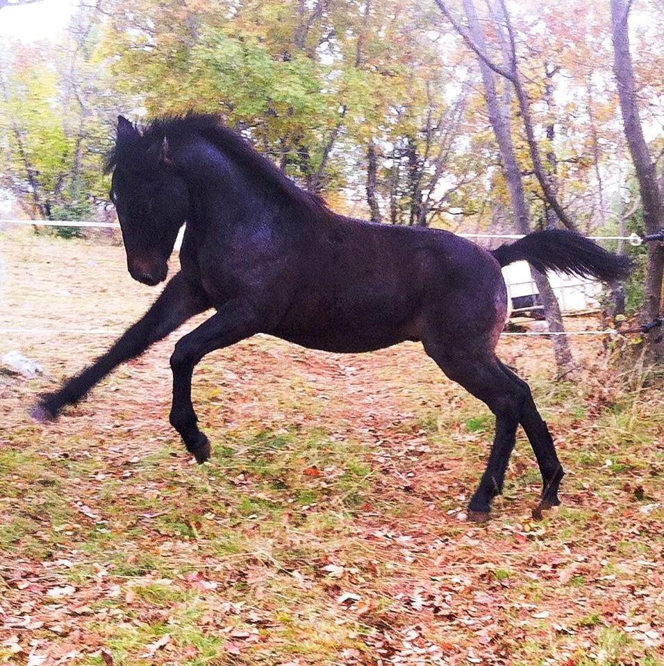 949 Maestoso Trofetta VI
