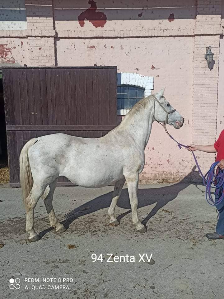 94 Zenta XV