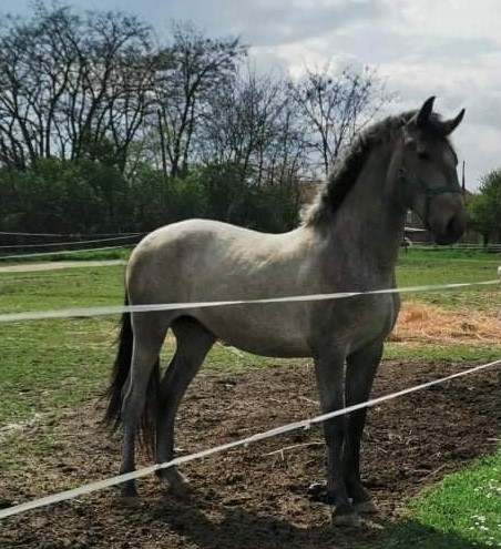 969 Pluto Mara LIV-3