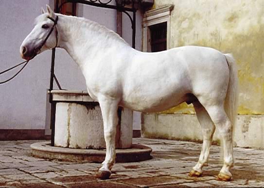 973 Neapolitano Capriola XIV