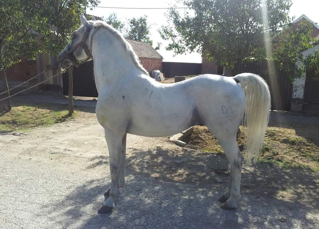 97 Favory Toplica XIX-2