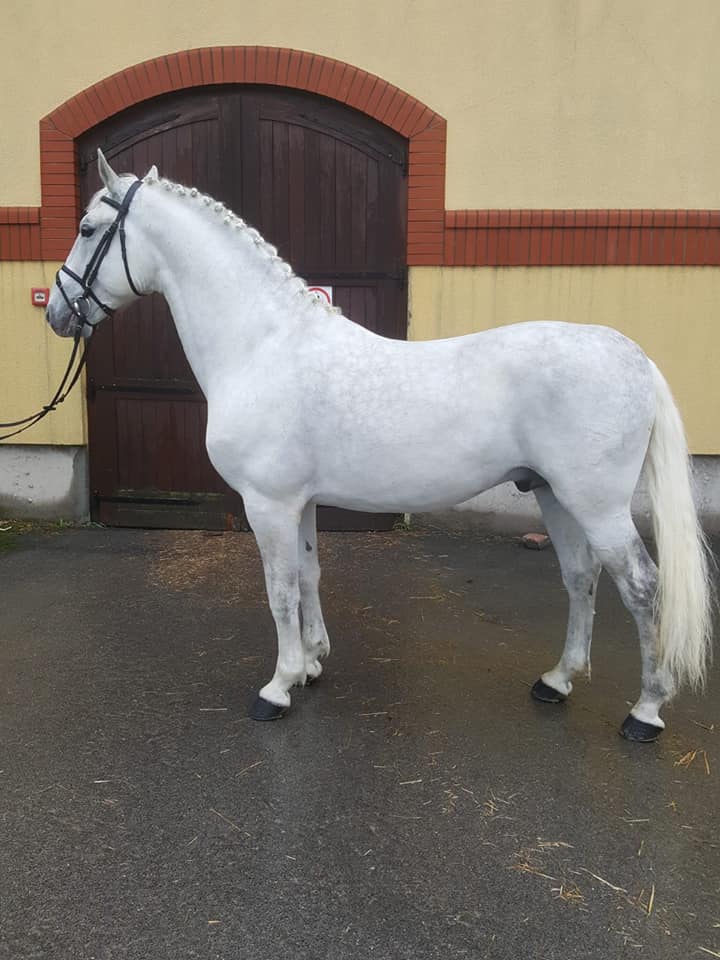 97 Neapolitano Gaetana XXII-2