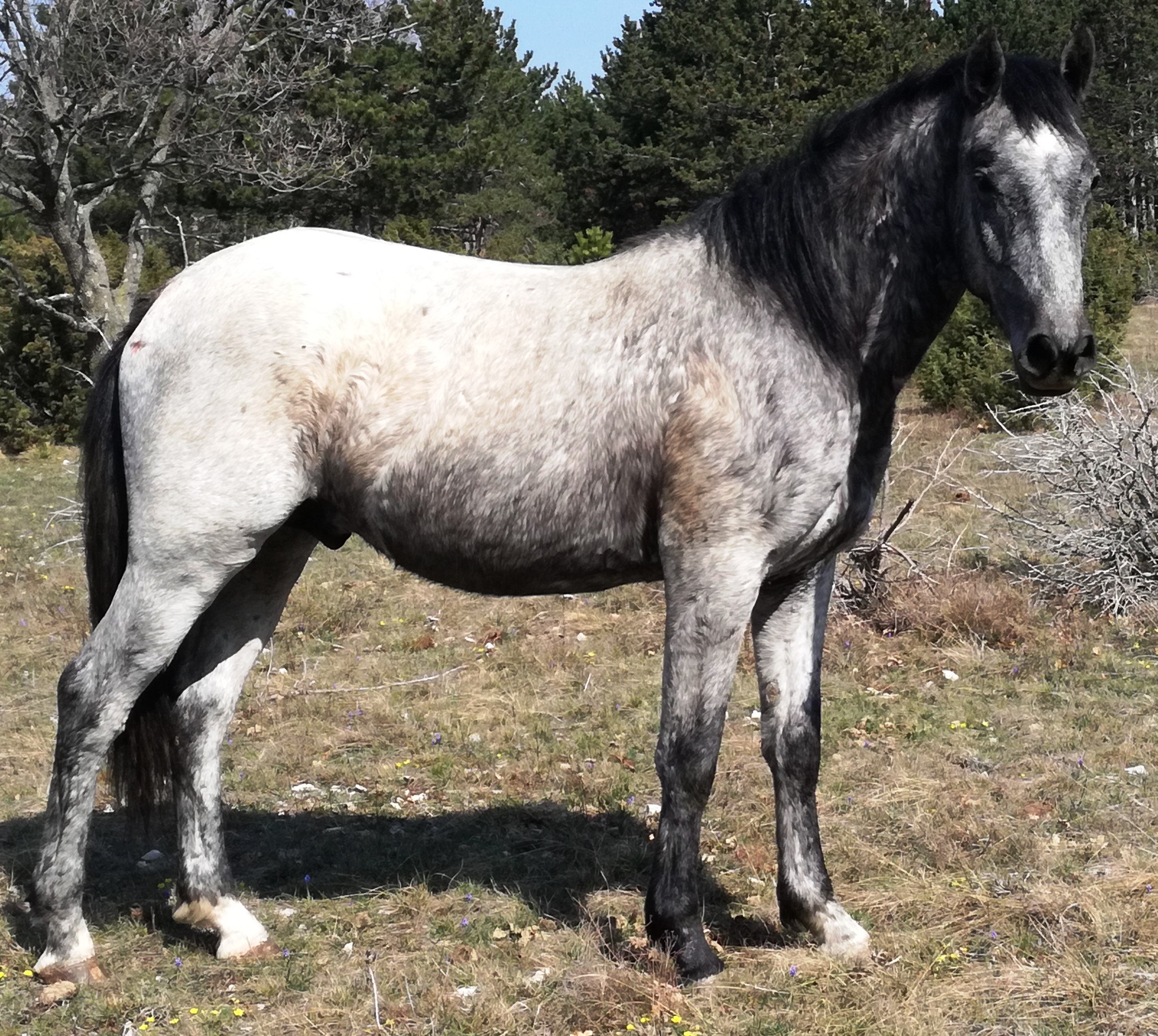 985 Maestoso Valdamora II