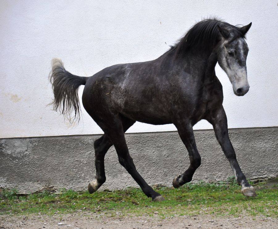 991 Favory Strana VI