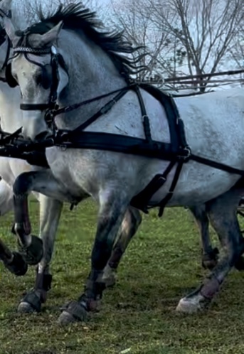 Basovizza (S. XVI-3)