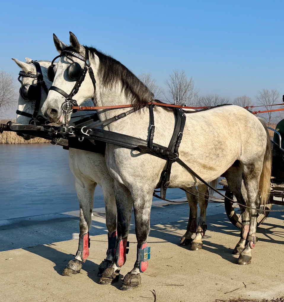 Basovizza (S. XVI-3)