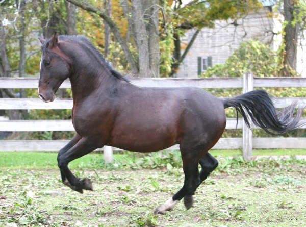 Conversano Belamilana