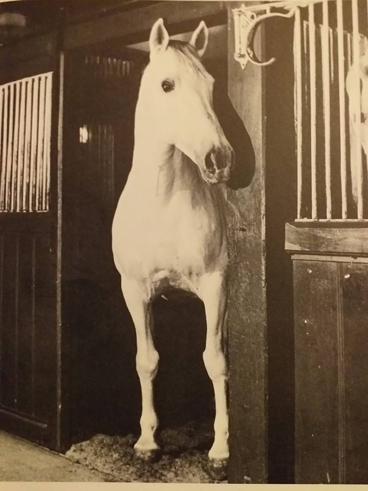 203 Conversano IV Soja-12