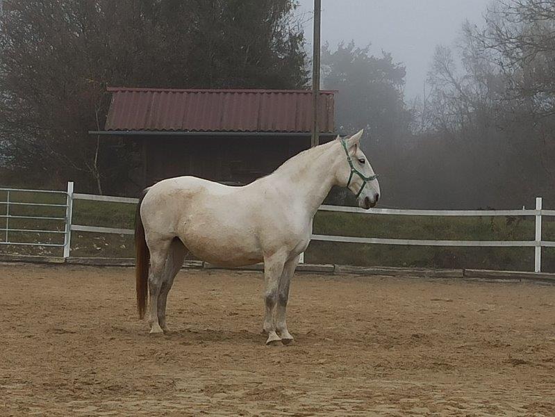 Chic Favory Deselfes