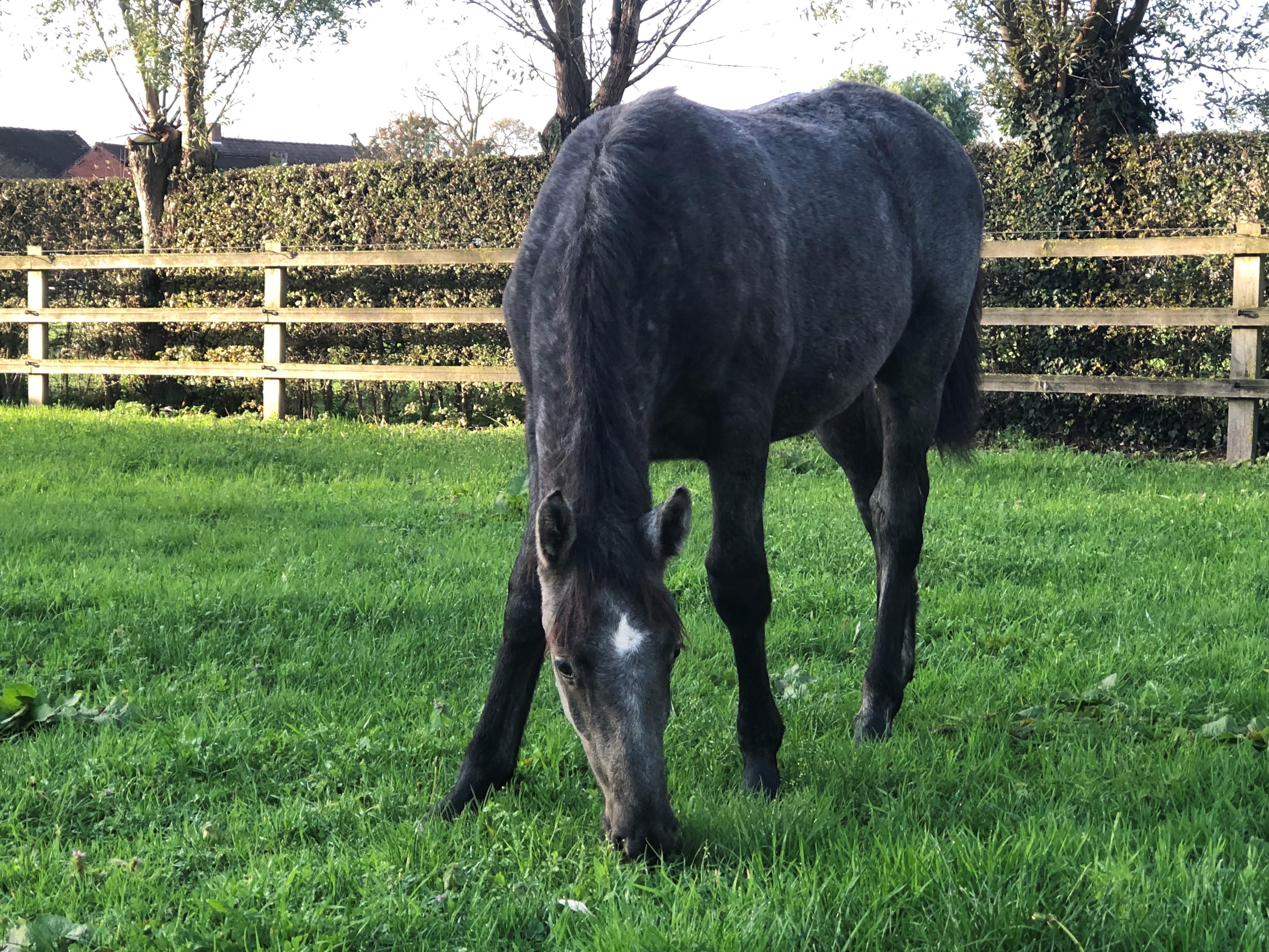 275 Conversano Dubovina XXXIV