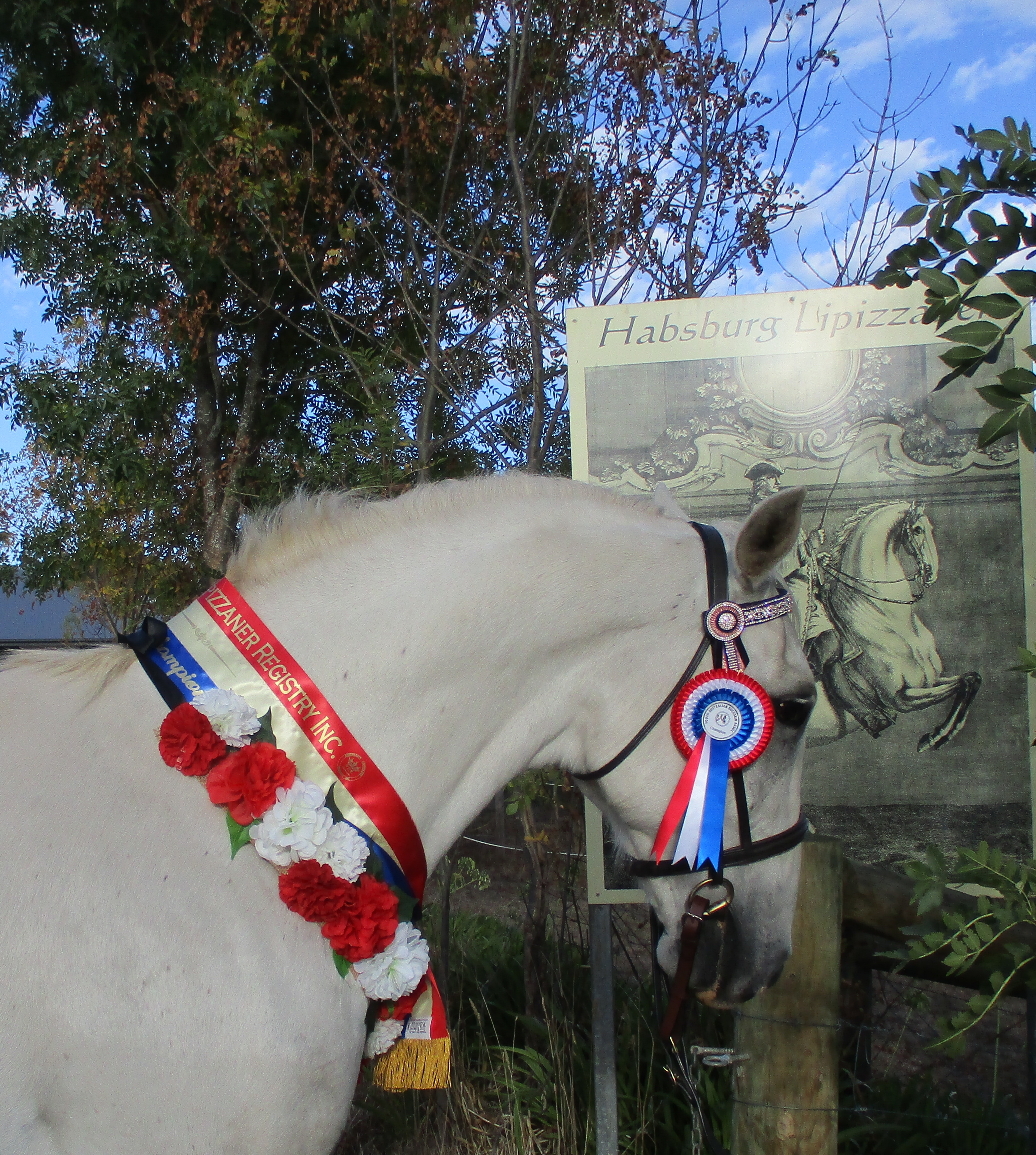 292 Conversano Grace III