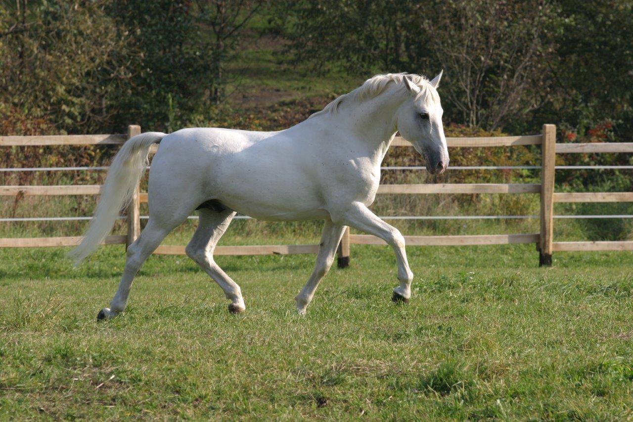 620 Conversano Krabbe III-1 (4574 C. XXVII)