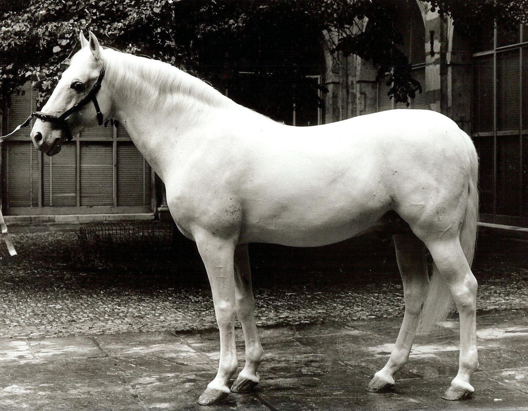 364 Conversano Roviga