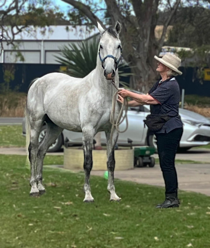 537 Conversano Sagana II